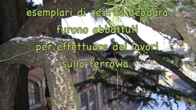 Potatura cedrus deodara stazione di lodi смотреть онлайн