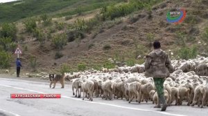 В Дагестане в разгаре перегон овец на летние пастбища