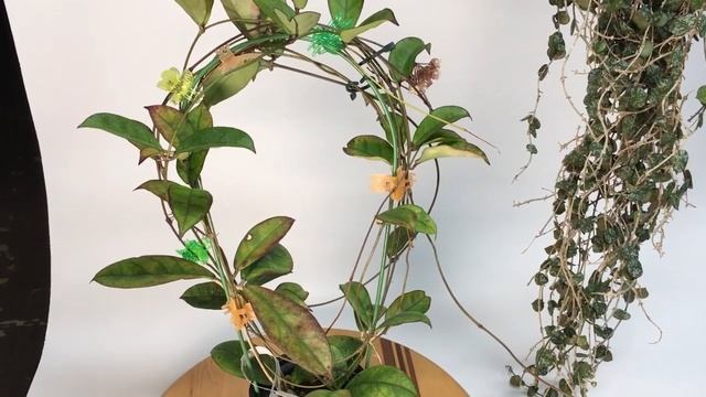 Something Old and Something New Hoya curtisii and Hoya sp. VN Vietnam смотреть онлайн