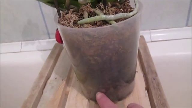 Полив орхидеи чесночным настоем. Проводим эксперимент. (Часть 1) смотреть онлайн