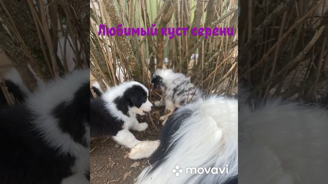 Наши будни с щенками АУССИ// с#американскийбулли #аусси #джекрасселтерьер #кроличьятакса смотреть онлайн