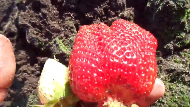 Брилла - новинка нашей коллекции. смотреть онлайн