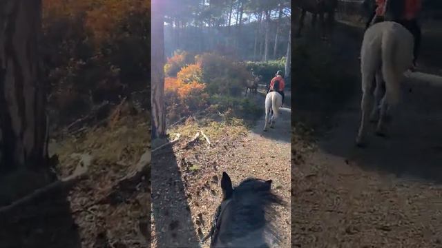 Осенний Крым. Алупка. Кони, горы,лес… смотреть онлайн