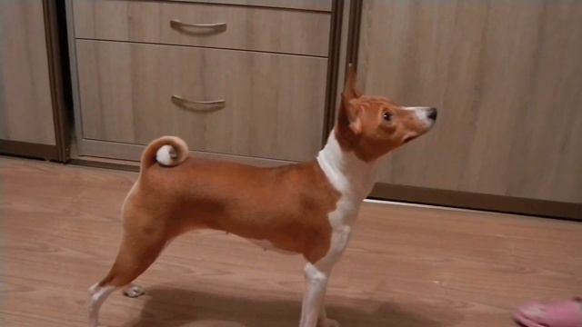 Копия видео Басенджи - Хвостик смотреть онлайн