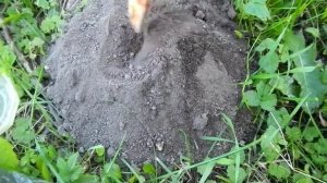 Кротовая земля для посадки растений