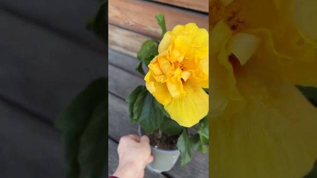 Гибискус махровый смотреть онлайн