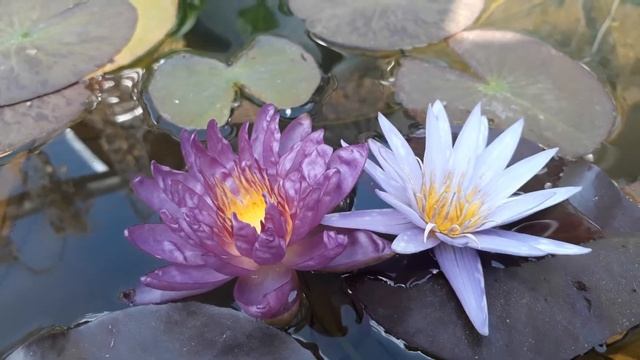 Нимфея Violicious - Islamorada кувшинка, waterlily, водные растения, пруд смотреть онлайн