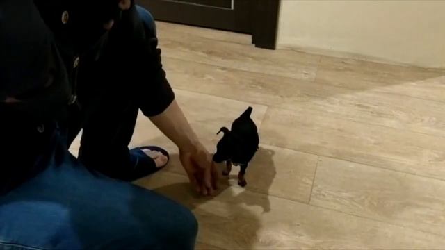 Урок дрессировки маленького щенка. (От и До) смотреть онлайн