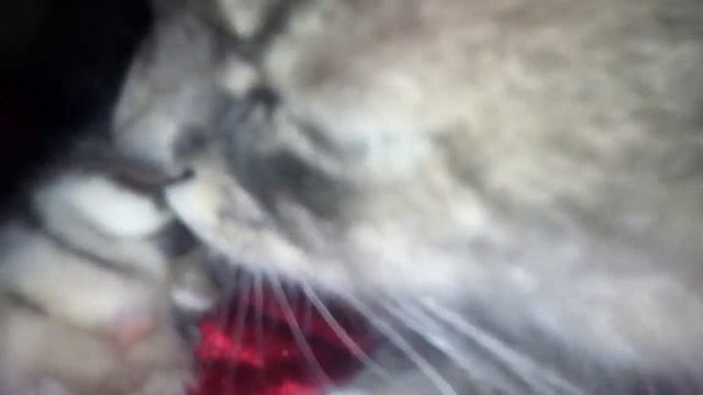 Кошка Сосёт ЛАПУ смотреть онлайн