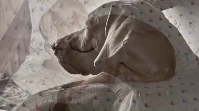 O Rei KUMA - Weimaraner смотреть онлайн