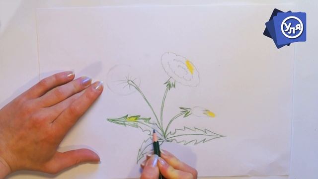 ОДУВАНЧИК / Рисунки карандашом для Начинающих Поэтапно / RISO_Валки Ирины Лучаниновой смотреть онлайн