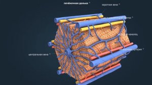 Структура и работа печени | Анатомия человека | Биология