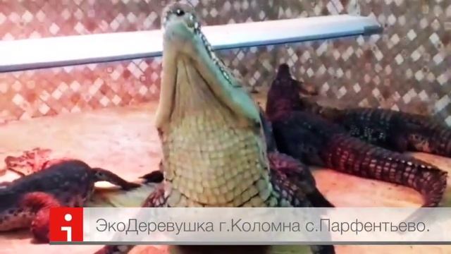 Нильский крокодил ЭкоДеревушка смотреть онлайн