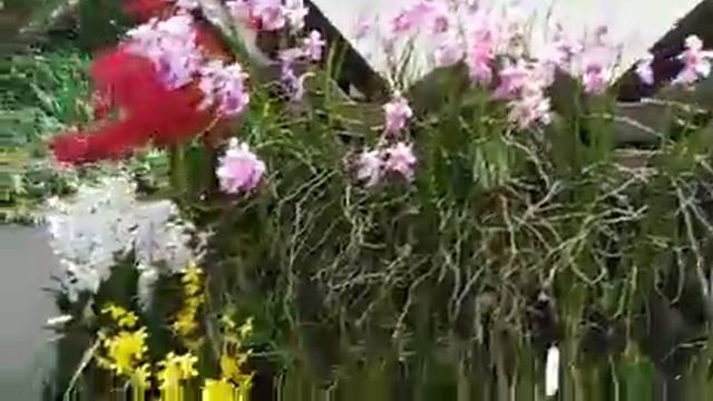 Сингапурский ботанический сад смотреть онлайн