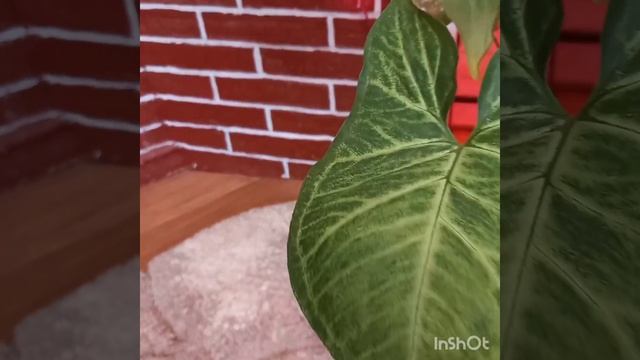 Сингониум Батерфляй Syngonium Butterfly?????? смотреть онлайн