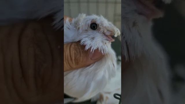 Голуби узбекской декоративный Дувухчуби просто супер до конца Посмотрите просто супер @ смотреть онлайн