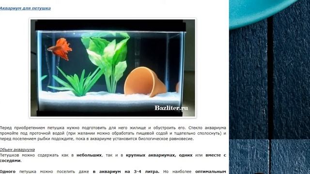 Рыбка петушок: правильный уход и содержание смотреть онлайн