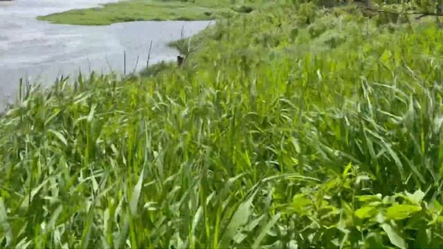 Рыбалка на реке Угра весной за час! смотреть онлайн