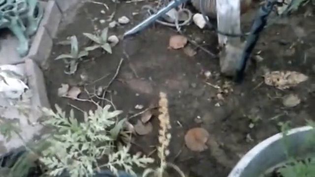 Artemisa Dulce vs Ajenjo смотреть онлайн