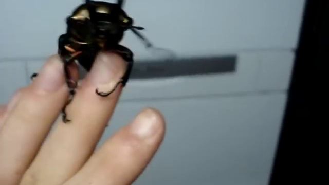 !FLYING! Stag Beetle / Fliegender Hirschkäfer! - Phalacrognathus Muelleri