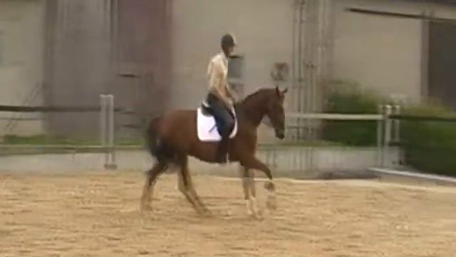 FaraSolea von Sir Donnerhall I x Funkenspiel x Florestan I.wmv смотреть онлайн