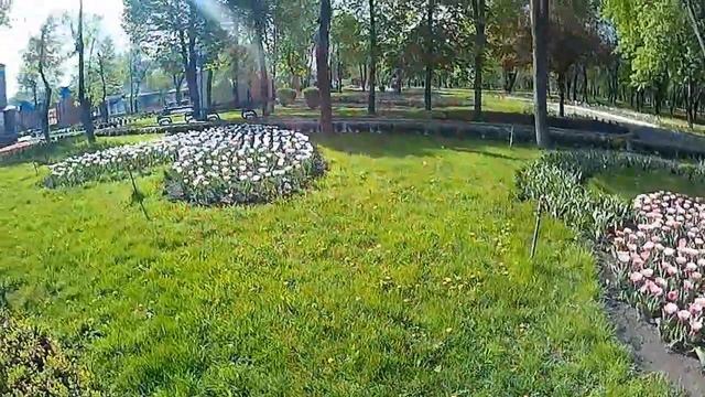 Тюльпаны. Кировоградский дендропарк 2016 г. смотреть онлайн