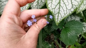 Brunnera macrophylla "Jack Frost":most beautiful ground cover plant for shade in moist garden areas