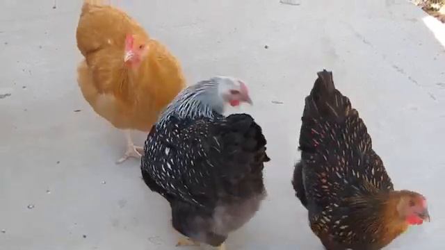 Лазерная указка и куры :) смотреть онлайн