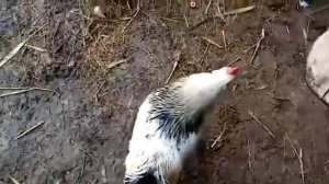 Бой молодых петухов