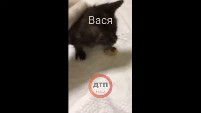 В Рыжем коте 2 продолжаем спасать Васю: бездомного котенка с Василькова: смотреть онлайн