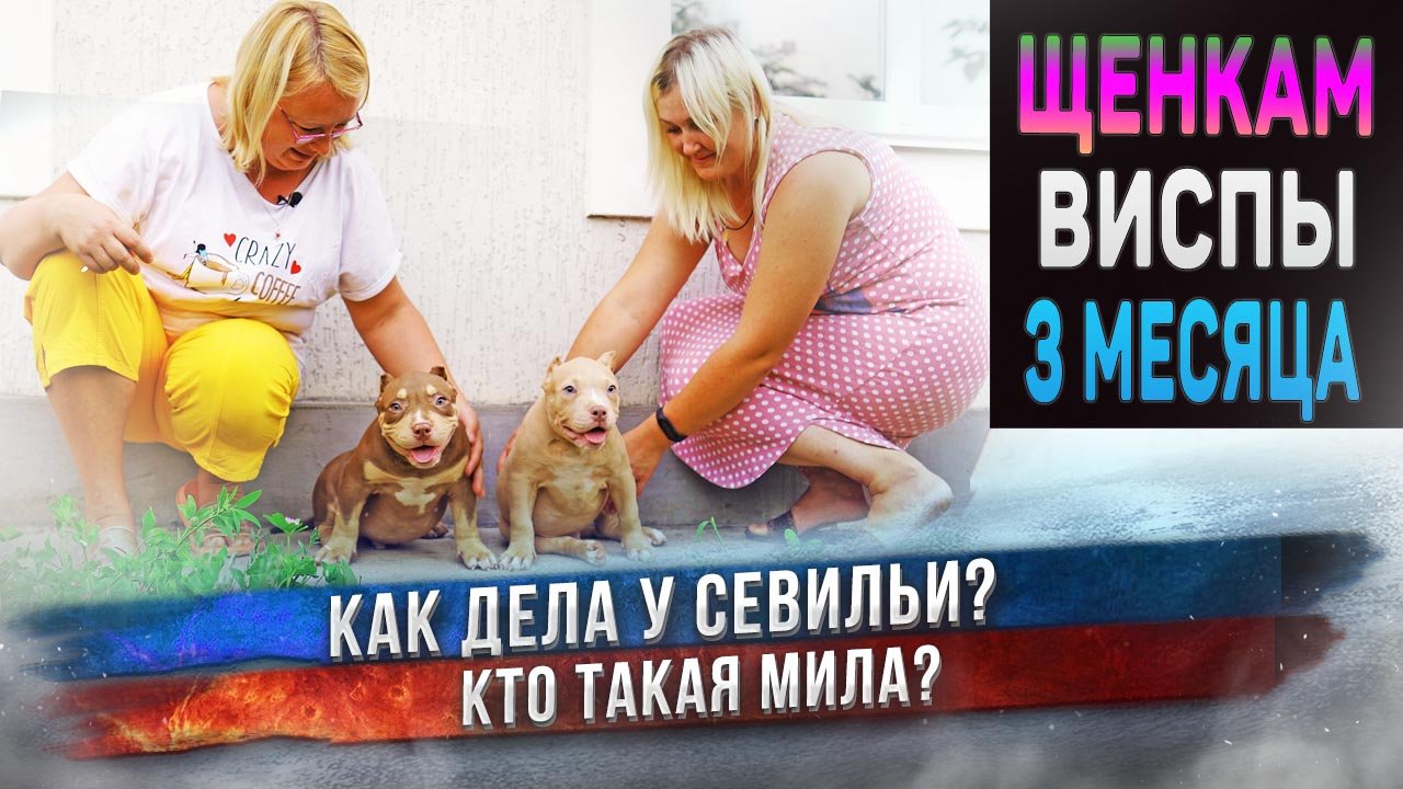 Мила - еще одна невеста ? Сильвера! Кто такая? Как дела у Севильи? Большой влог обо всем! ???? смотреть онлайн