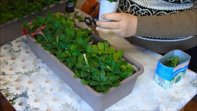 Формируем петунию.для пышного цветения и красивого куста)))