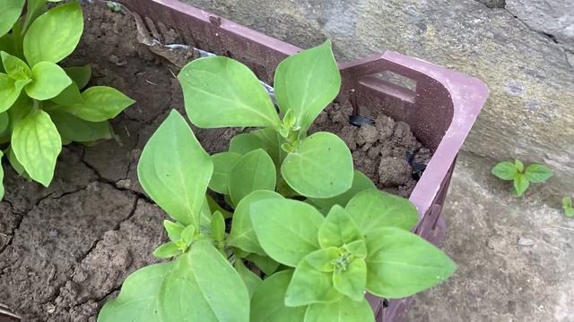 ЛАКОМИМСЯ СВОЕЙ ЧЕРЕШНЕЙ. ОТКРЫВАЕМ КУПАЛЬНЫЙ СЕЗОН смотреть онлайн