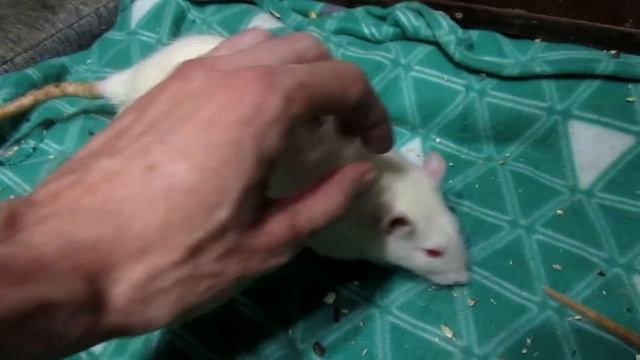 Вистары. Белые крысы переболели, или... - А ты лось! (Fancy Rats | Декоративные Крысы) смотреть онлайн