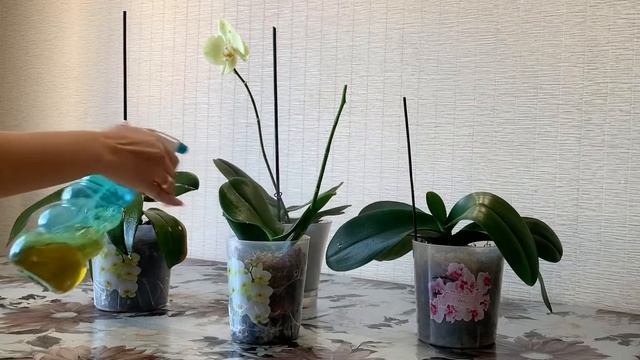 Чайный день для моих орхидей смотреть онлайн
