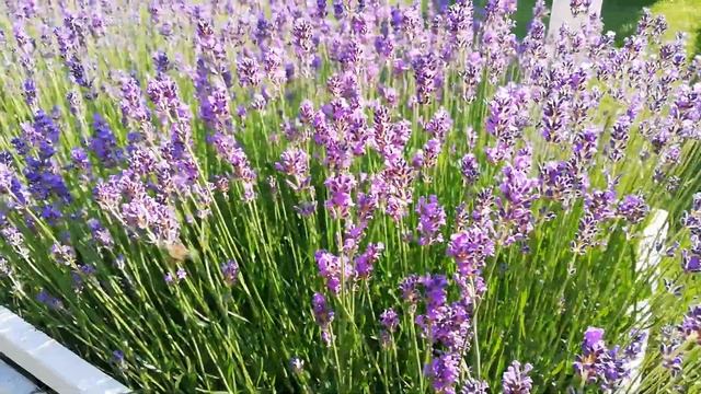 Lavandula angustifolia Munstead in Flower! смотреть онлайн