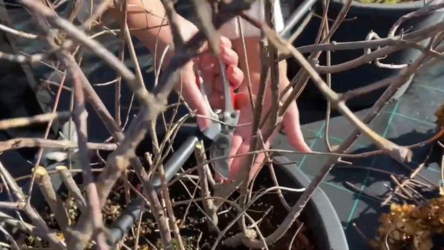 Осенняя обрезка метельчатых и древовидных гортензий смотреть онлайн