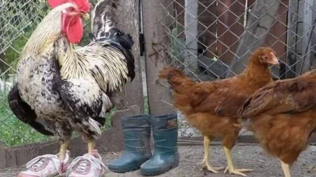 На какое количество кур необходим петух