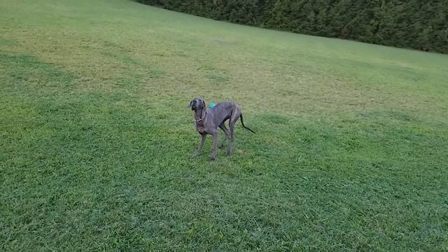Clumsy Animals | Try Not to Laugh Challenge смотреть онлайн