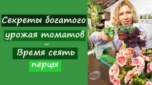Секреты большого урожая томатов. Время сеять перцы