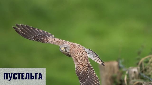 Животные степи | Учим животных с детьми | Умняха смотреть онлайн