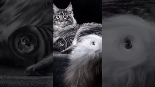 #коты Мейн-Кун, коты-гиганты! масса 30кг. смотреть онлайн