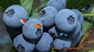 Голубика высокорослая Бонус (vaccinium corymbosum bonus) ? обзор: как сажать, саженцы голубики Бону