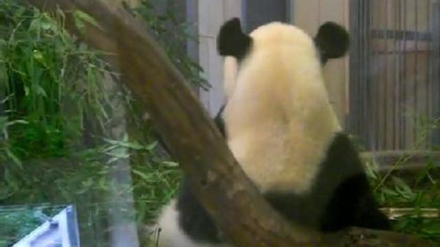 Ушки панды :) смотреть онлайн