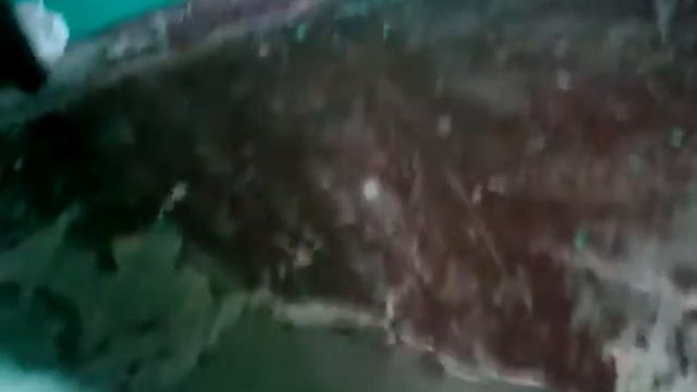 БЕЛЫЙ КОТ В ДАР В ДОБРЫЕ РУКИ.