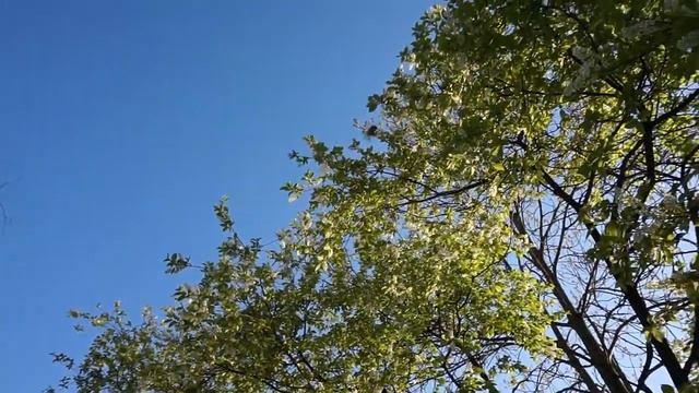 Май в Приоратском парке Гатчины.Пение птиц. смотреть онлайн