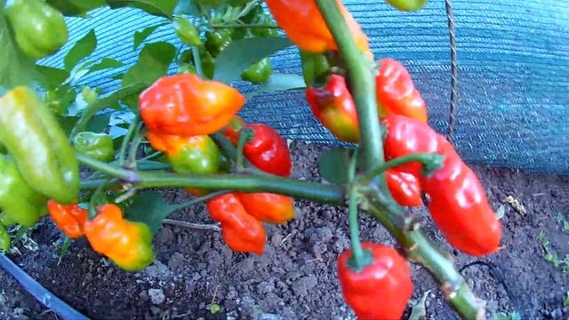 Habanero Zavory - Хабанеро Завори