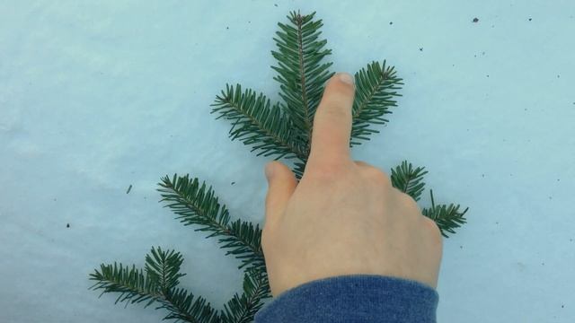 Identifying Balsam fir (Abies balsamea) by its needles смотреть онлайн