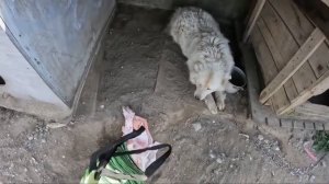 Как я зарабатываю лазая по мусоркам Питера _ Dumpster Diving RUSSIA #37.mp4