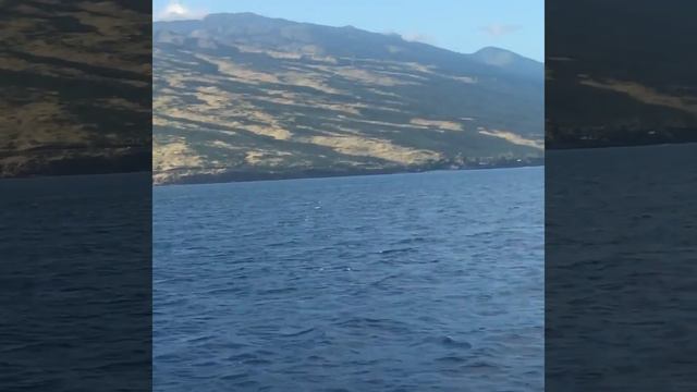 Whale watching in Hawaii - A Whale waives Hi | Киты в Тихом Океане, Гавайи #ocean #whale #love #кит смотреть онлайн